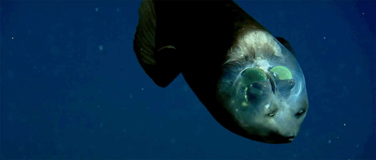 Малоротая макропинна Марианская впадина