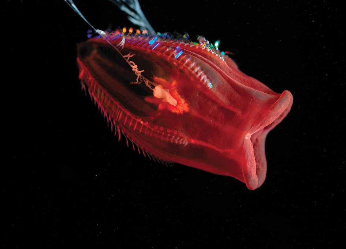 Рыбы Марианской впадины