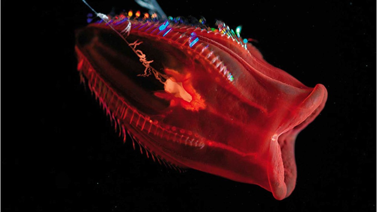 Голотурии Марианской впадины