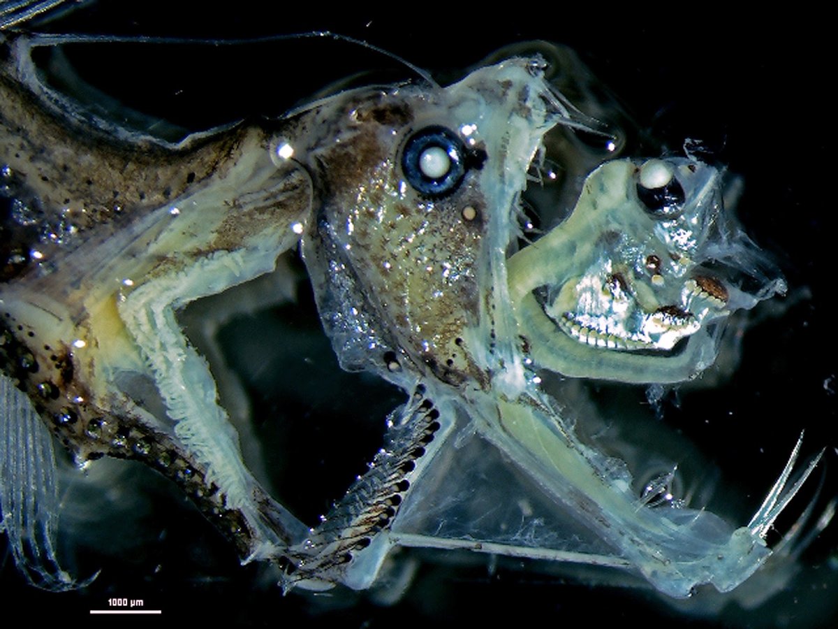 Рыба призрак Марианская впадина