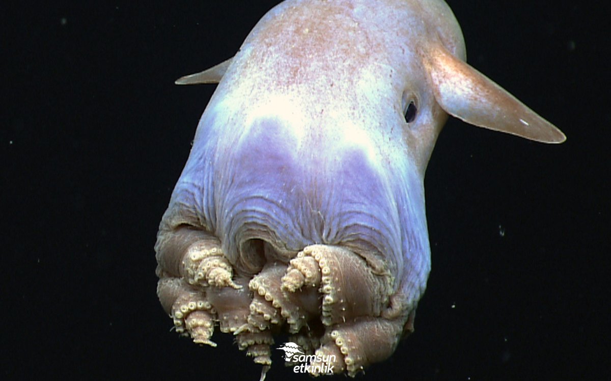 Моллюски Марианской впадины