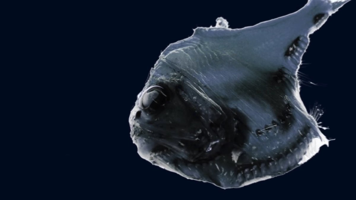 Марианская впадина Ктулху