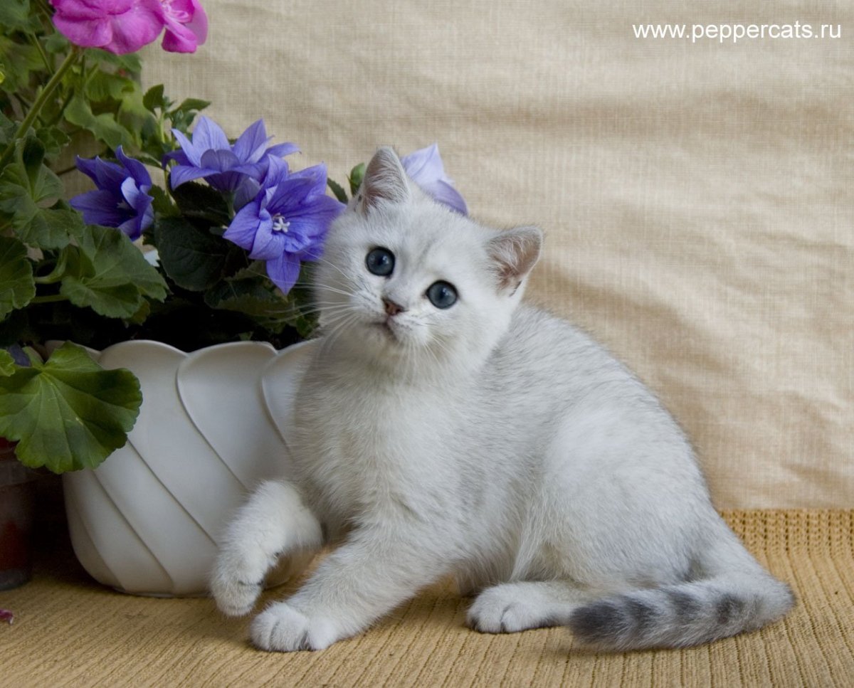 Британская шиншилла Коби