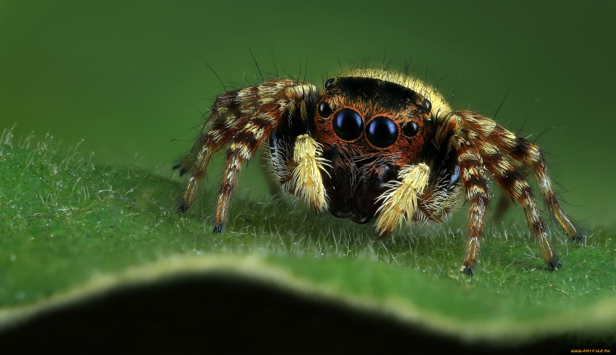 Сольпуга паук-скакун