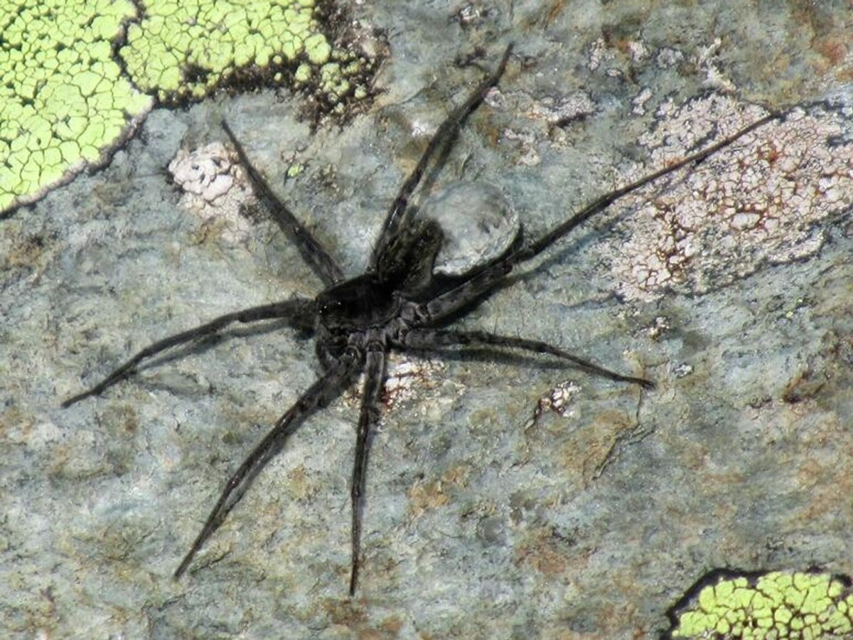 Каракурт Тарантул