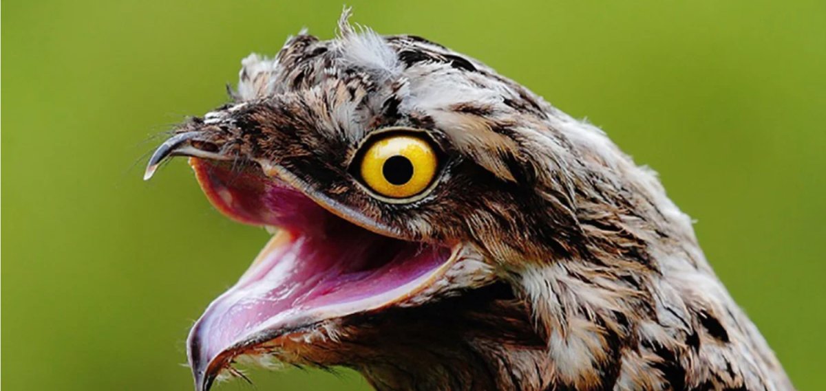 Семейство настоящие козодои (Caprimulgidae)