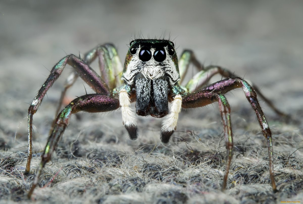 Паукообразные животные в России