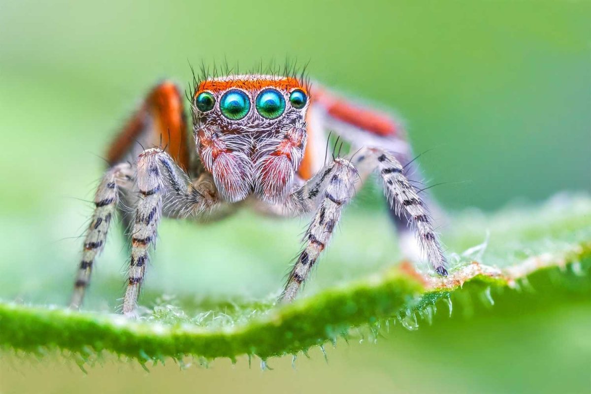 Пауки мешкопряды паутина