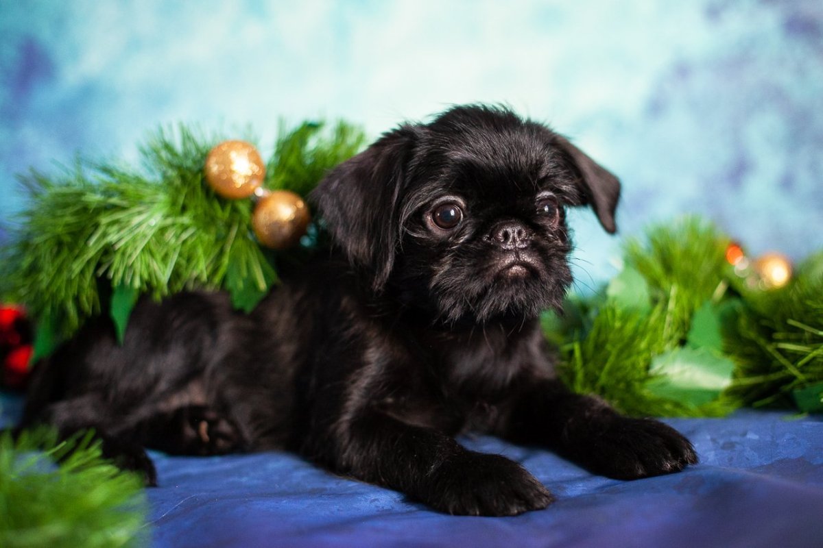 Гриффон девочка черная