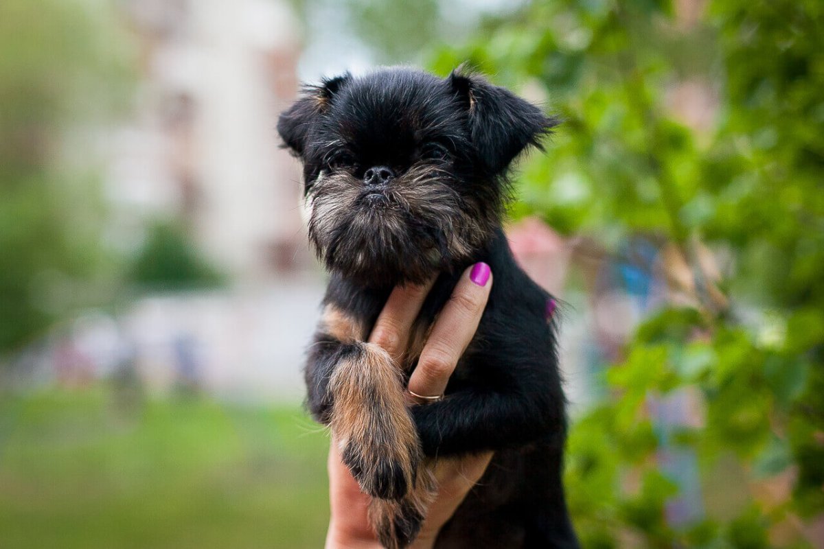 Брюссельский гриффон