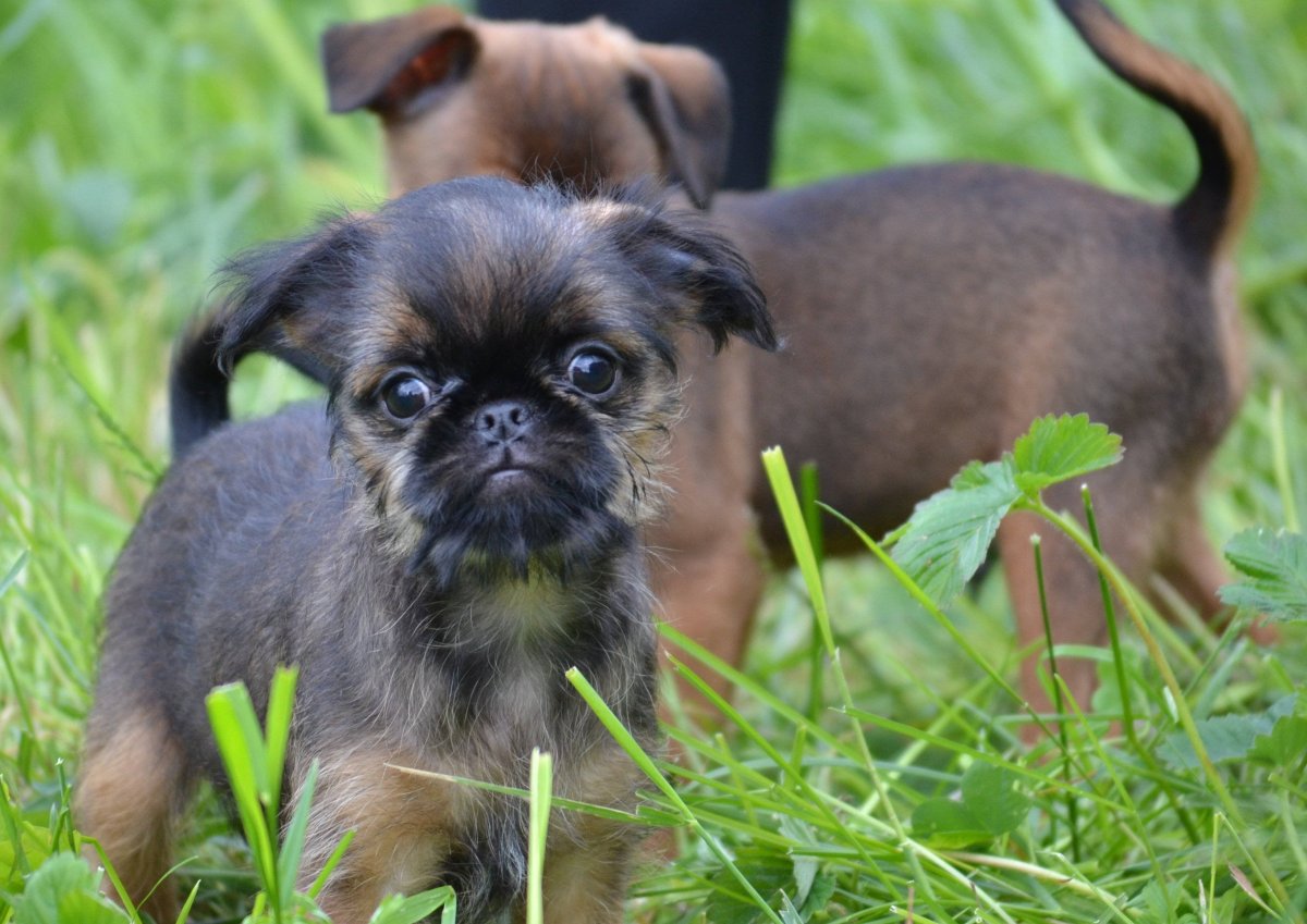 Бельгийский гриффон Пти брабансон
