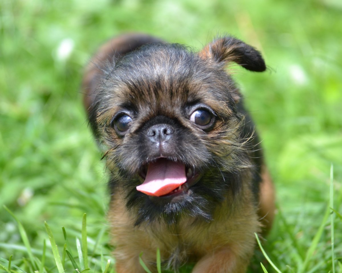 Бельгийский гриффон