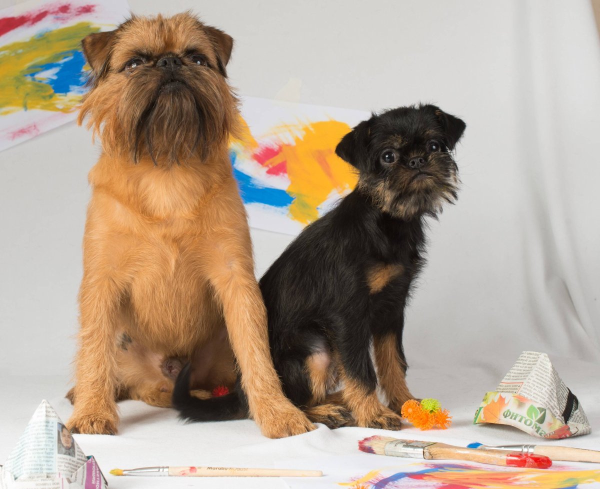 Бельгийский гриффон