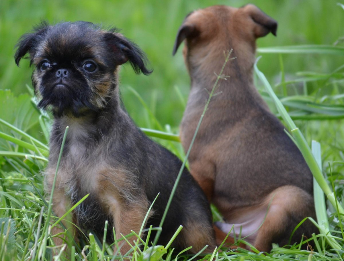 Бельгийский гриффон