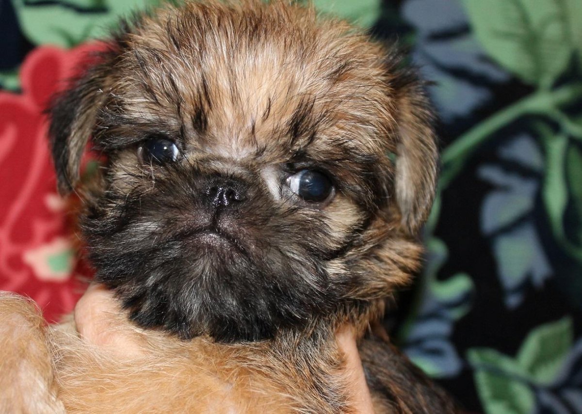 Брюссельский гриффон щенок