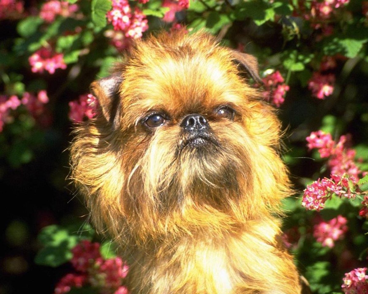 Брабансон собака