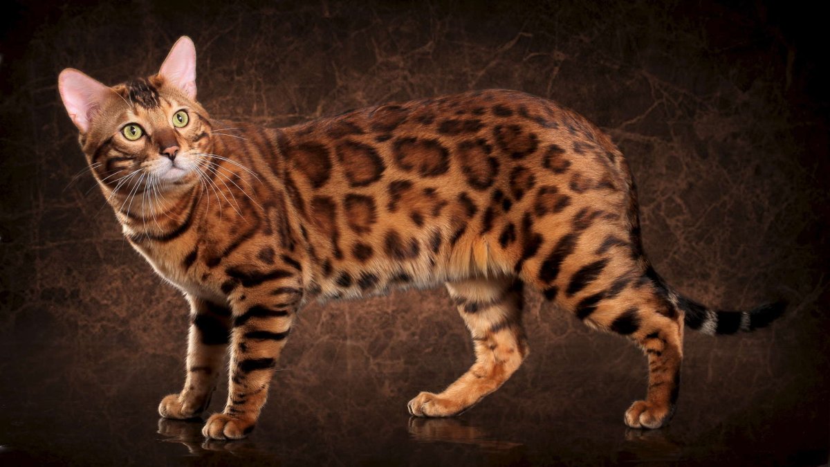 Бенгальская (Felis Silvestris catus) (Prionailurus bengalensis)