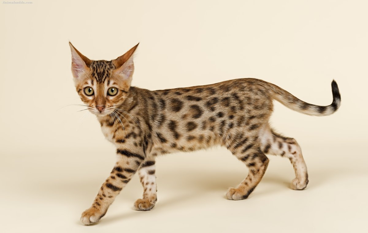 Бенгальская (Felis Silvestris catus) (Prionailurus bengalensis)