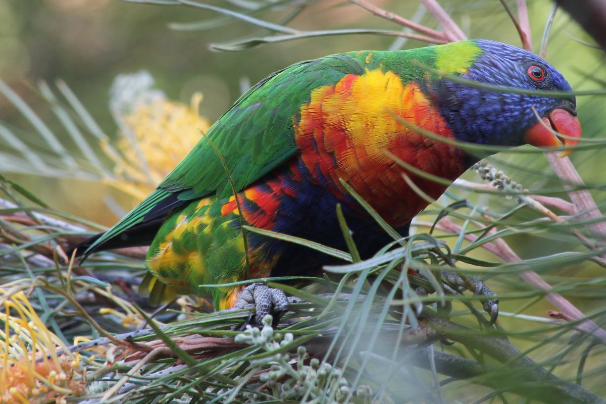 Какаду лорикет