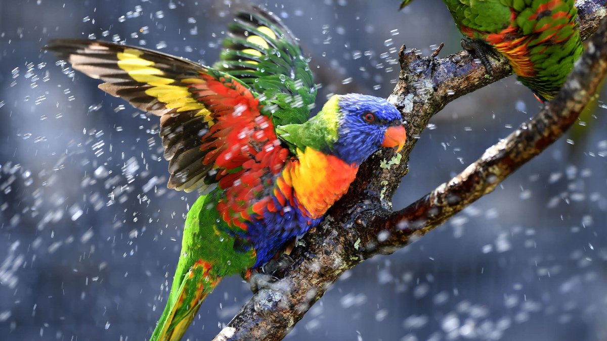 Радужный лорикет