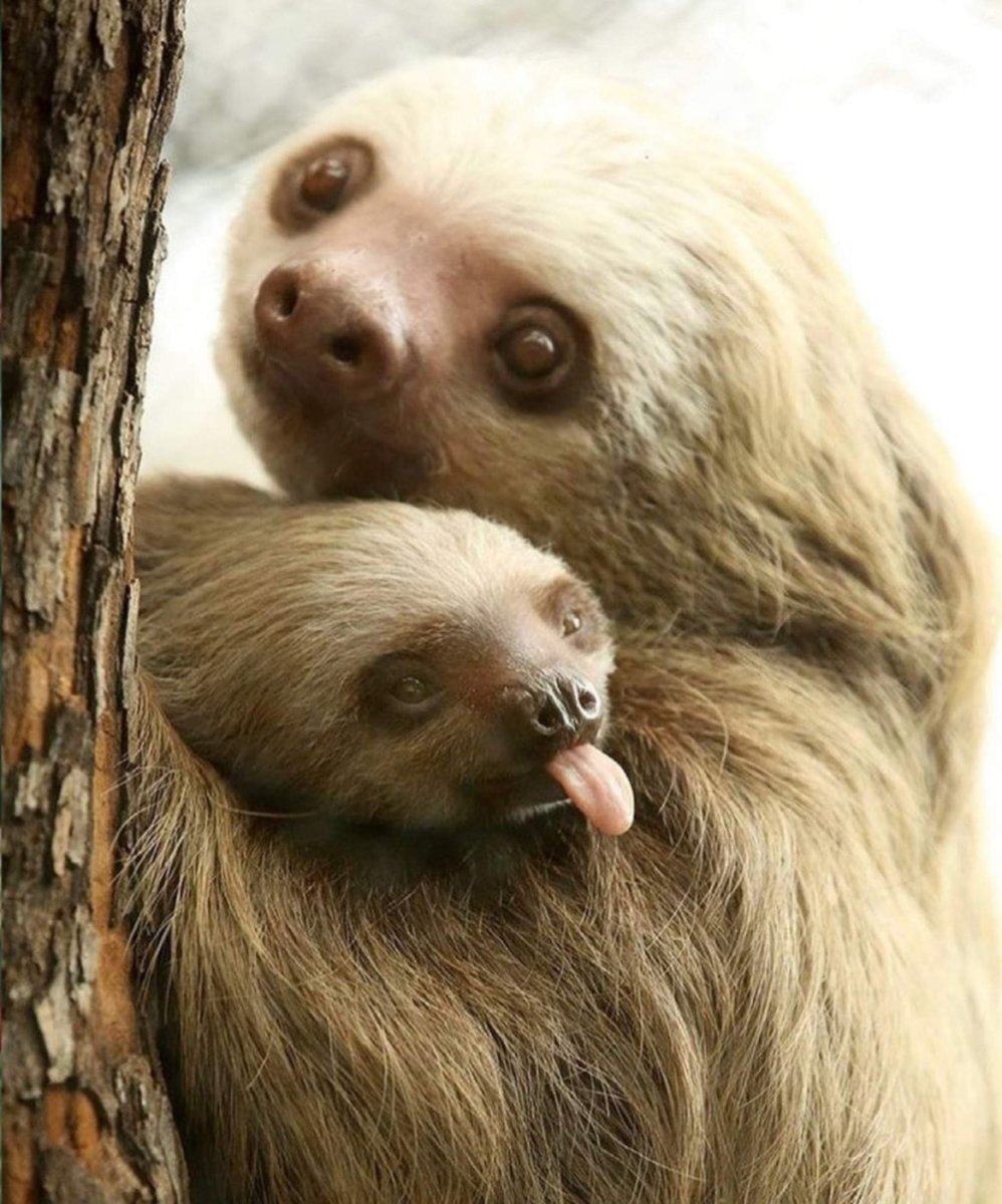 Детеныш ленивца