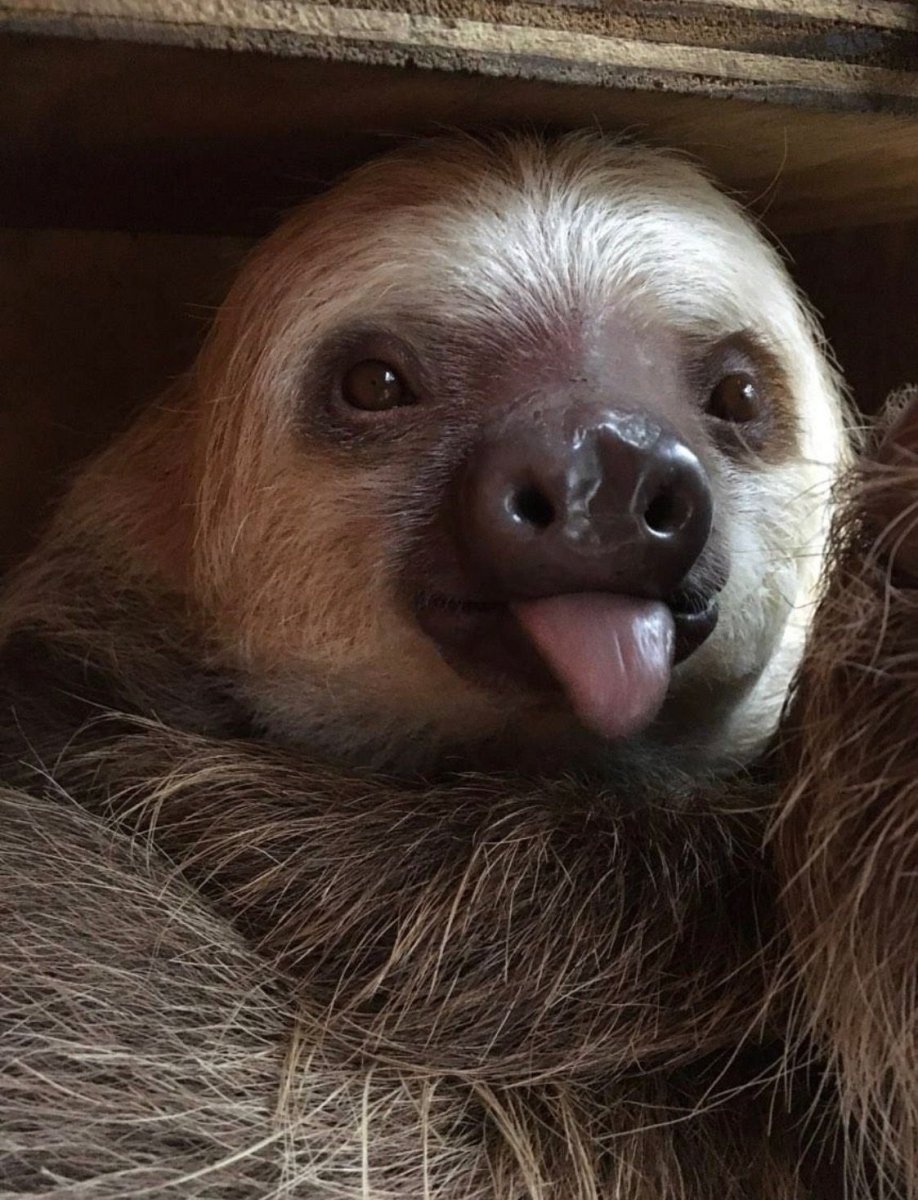 Ленивец животное