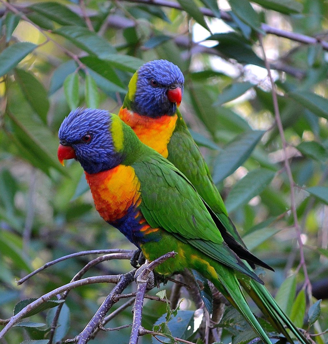 Черношапочный лорикет