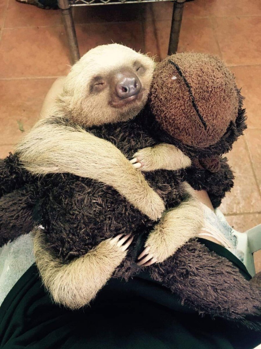 Ленивец обнимает