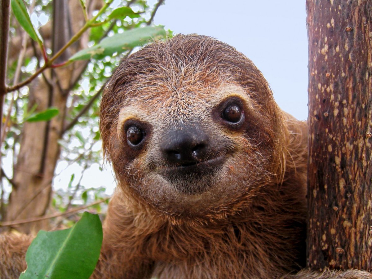 Карликовый трехпалый Ленивец