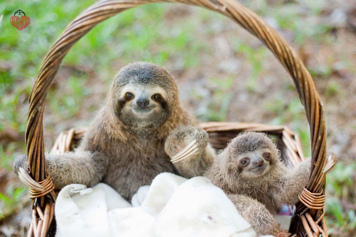 Ленивец в гамаке