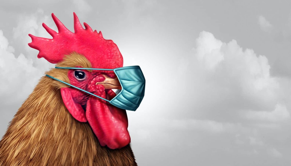 Инкубационное яйцо Редбро