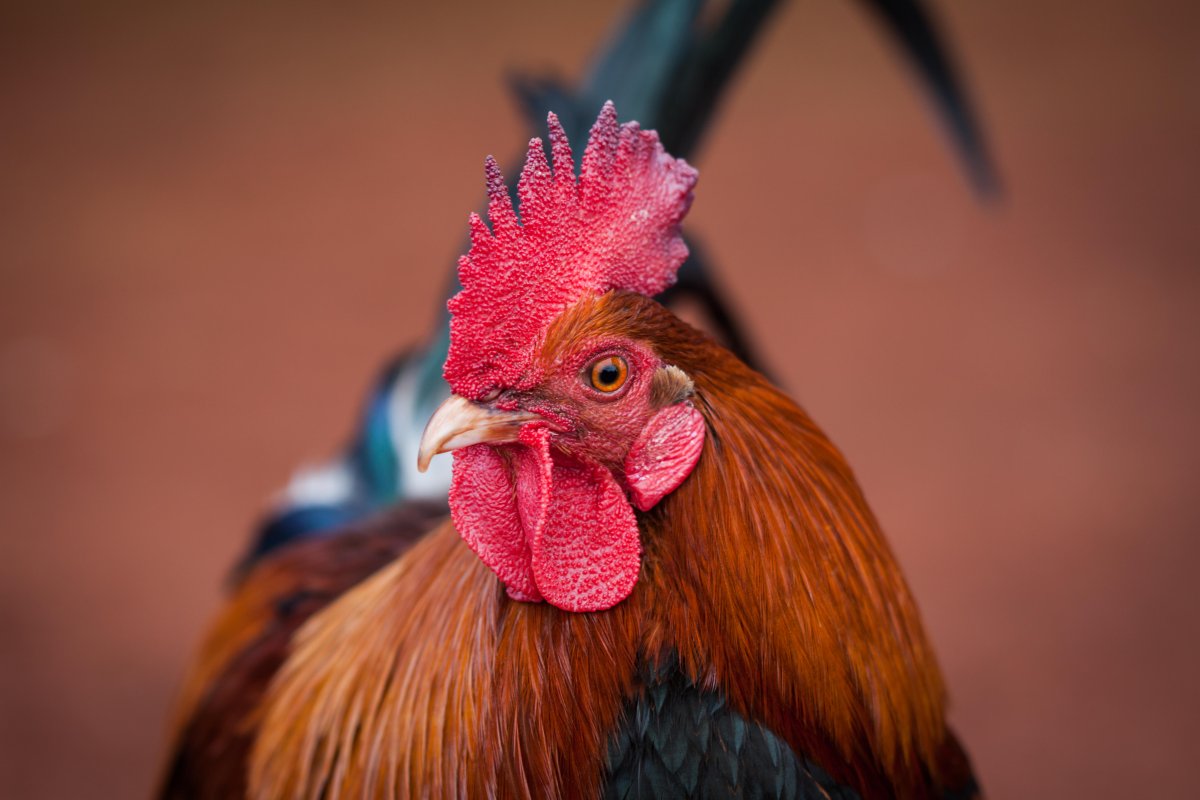 Обои на телефон петух