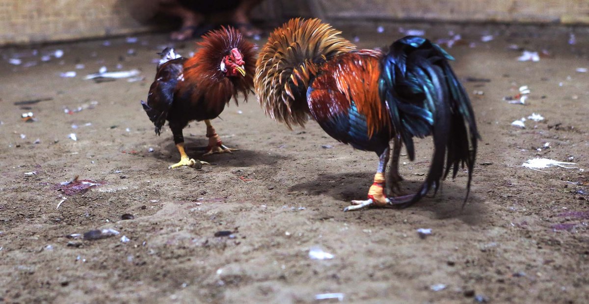 Карта декупажная с петухами черно-белая