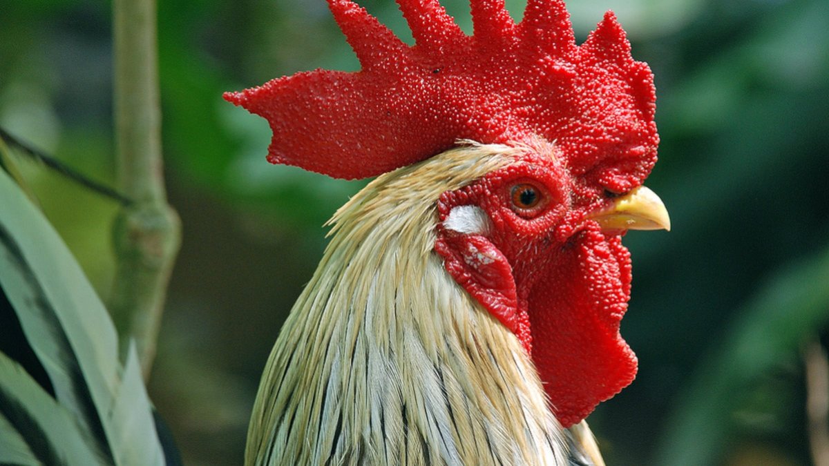 Петухи для декупажа