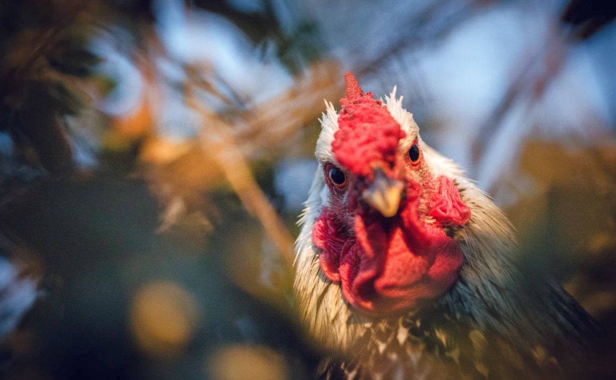 Салфетки с петухами
