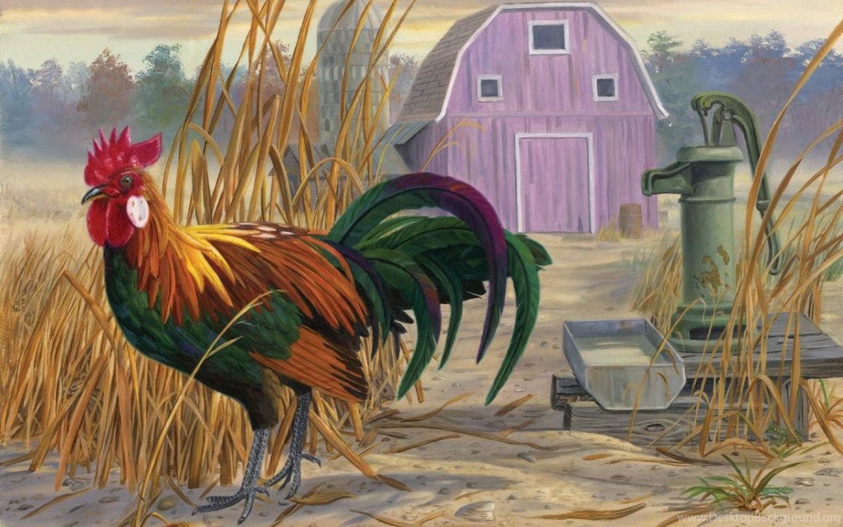 Петушиная голова