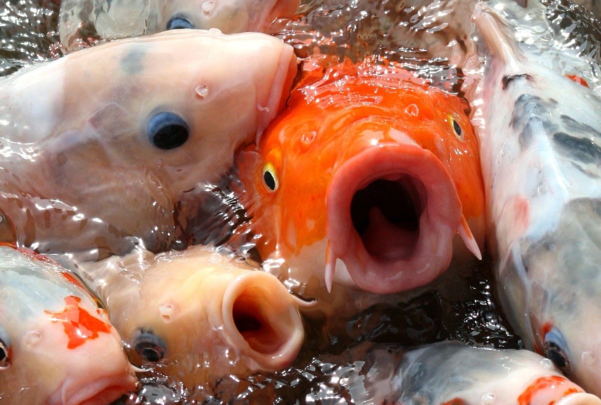 Рыба с открытым ртом. Смешные рыбы. Голодная рыба. Смешной Карп.