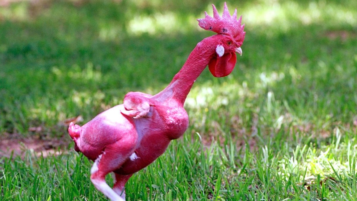 «Петушиные бои» Сальвдор