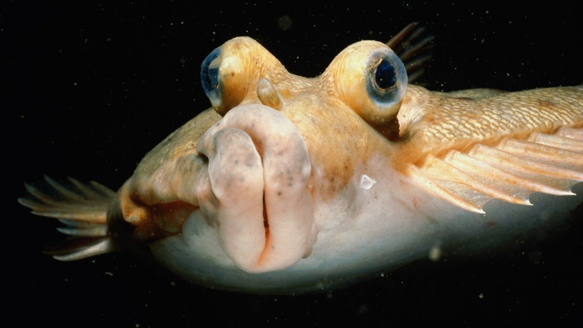Щучья морская собачка (Neoclinus blanchardi)