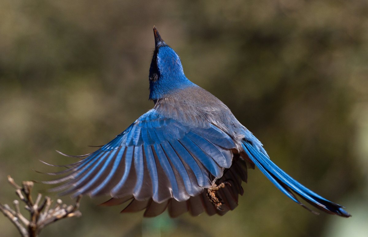 Калифорнийская кустарниковая Сойка