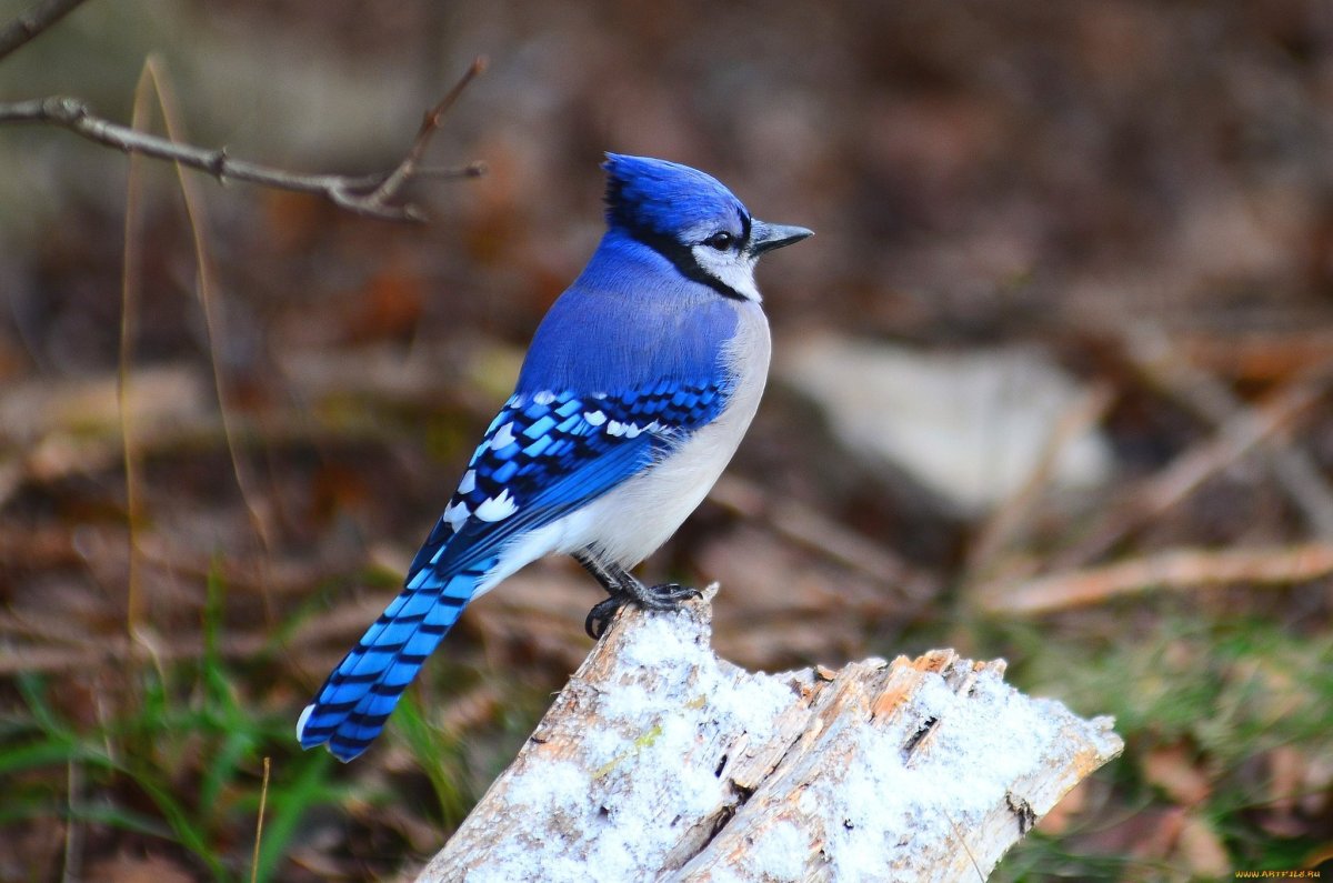 Голубая Сойка птенец