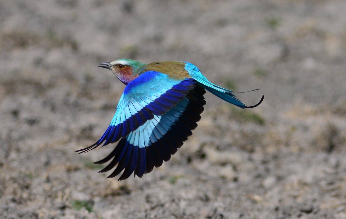 Щурки сизоворонка