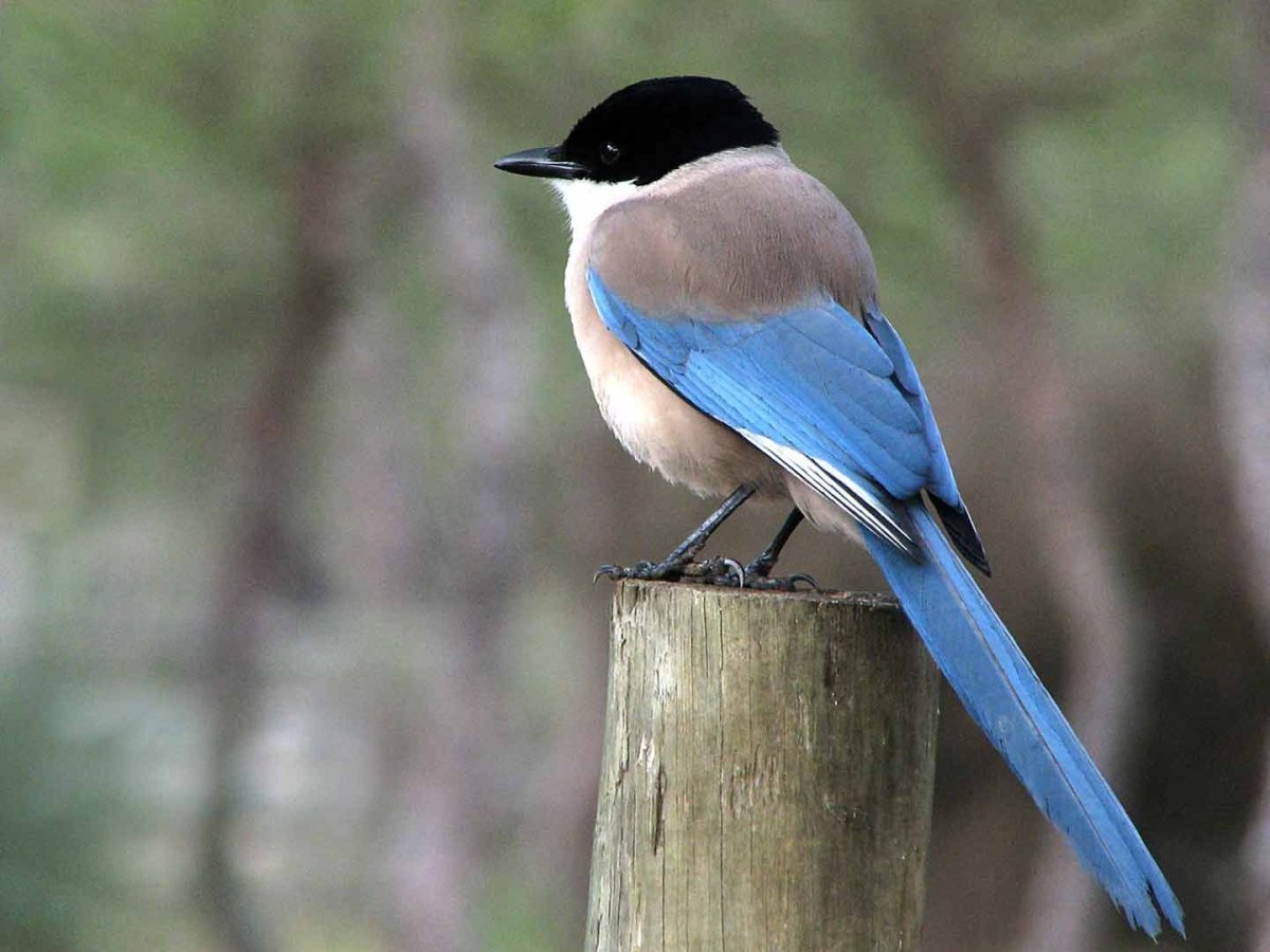 Голубая сорока Португалия