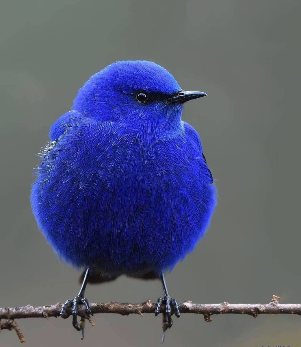 Грандала Лазоревая