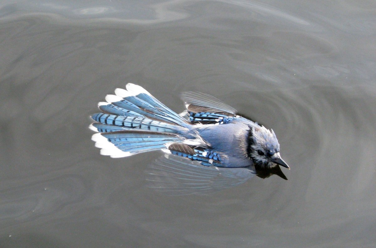 Синий Джай птица