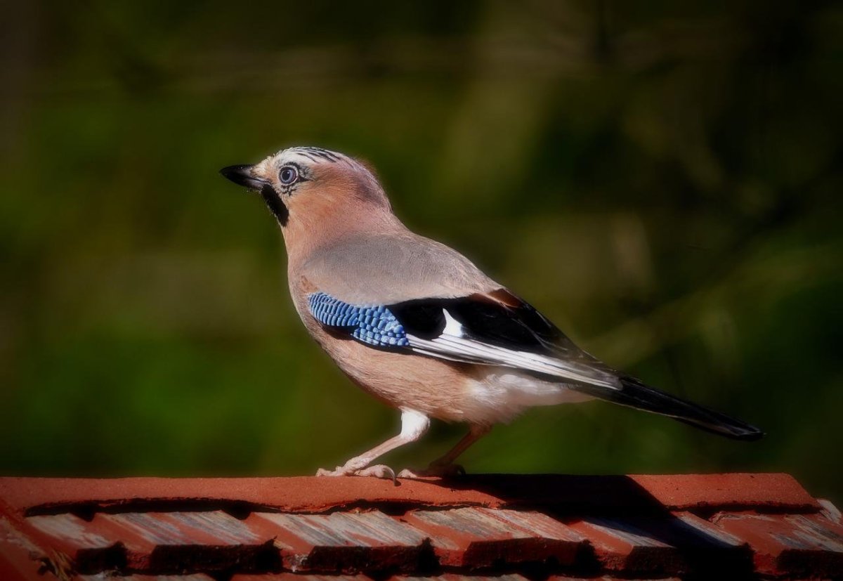 Сойка хохлатая