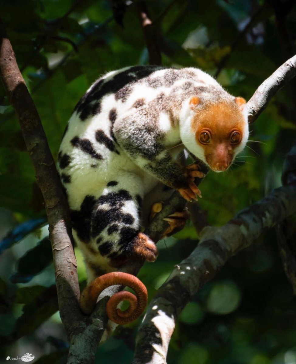 Маленькие звери