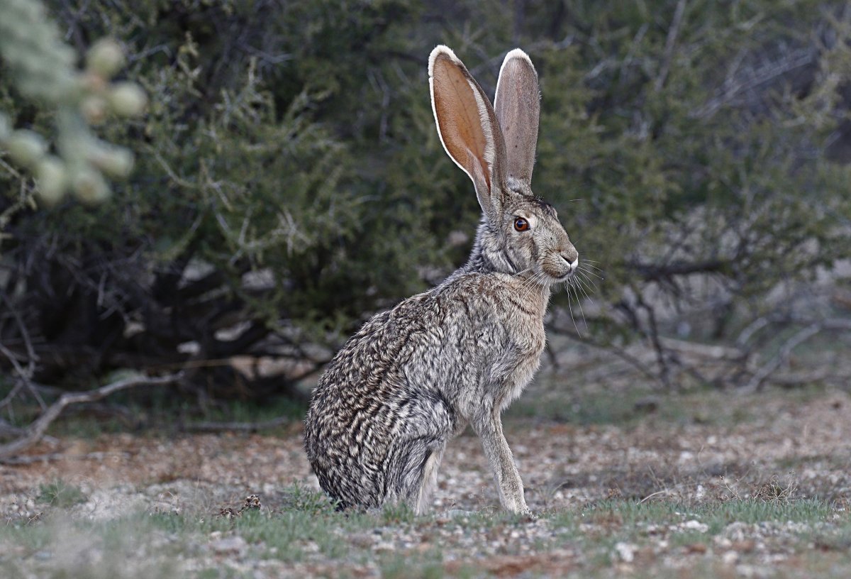 Заяц толай Даурский заповедник
