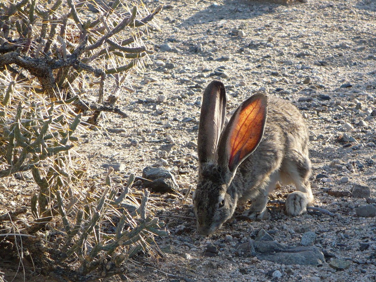 Сибирский заяц Русак