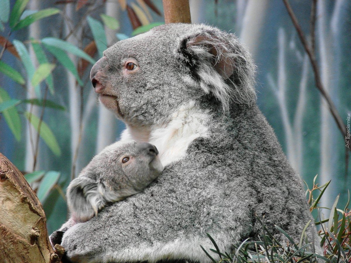 Флора и фауна Океании